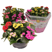 Kalanchoe in schaal mix